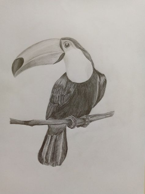 Toucan Drawing, Ceiling Design Bedroom, Drawing Sketch, Art Plastique, Drawing Inspiration, Animal Drawings, Drawing Sketches, Cute Drawings, Humanoid Sketch