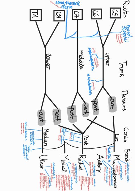 Brachial Plexus Study, Brachial Artery, Arteries Anatomy, Pt School, Brachial Plexus, Anatomy Education, Physical Therapy School, Physical Therapy Student, Physical Therapy Assistant