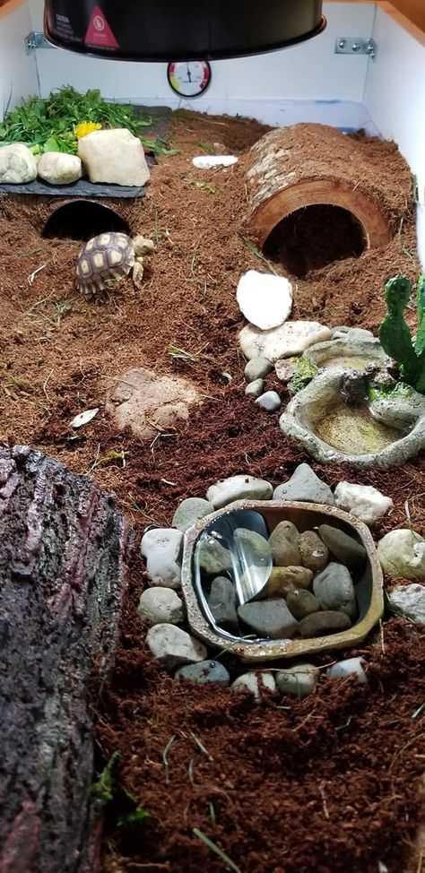 Tortoise Hideout Diy, Tortoise Terrarium Indoor, Pet Tortoise Habitat Indoor, Tortious Habitat Indoor, Sulcata Tortoise Habitat Indoor, Diy Tortoise Habitat Indoor, Turtle Terrarium Ideas, Tortoise House Indoor, Tortoise Aquarium