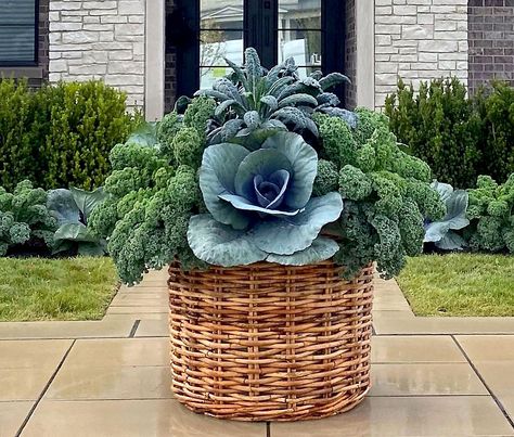 Raised Vegetable Planter, Detroit Garden Works, Tuscan Kale, Rattan Planters, Fall Container Gardens, Ornamental Kale, Ornamental Cabbage, Garden Works, Fall Containers