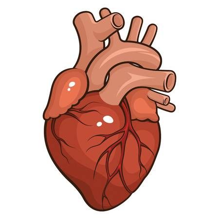 Illustration of Vector illustration of a Human Heart isolated on a white background vector art, clipart and stock vectors. Image 27440866. A Human Heart, Human Vector, Rose Sketch, Heart Anatomy, طابع بريدي, Heart Vector, Horse Silhouette, Heart Illustration, Heart Drawing