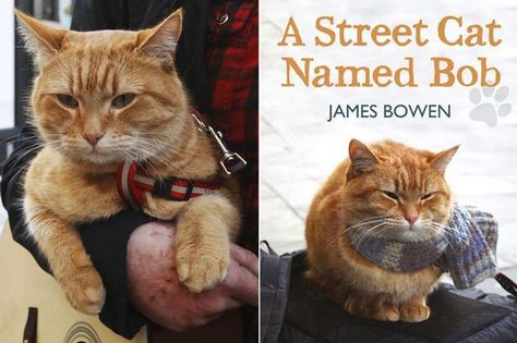 A Street Cat Named Bob, Street Cat Bob, Men With Cats, Bob Books, Street Cat, Motorcycle Quotes, Cat Call, Street Bob, Sweet Stories