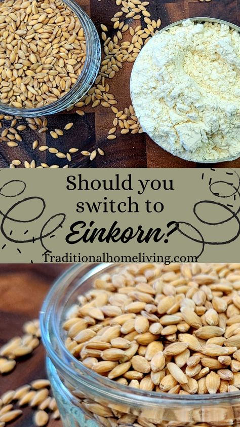 Should Einkorn be in Your Kitchen? - Traditional Home Living Ancient Grains Bread, Einkorn Recipes, Einkorn Flour, Types Of Flour, Wheat Berries, Ancient Grains, Gluten Sensitivity, Grain Foods, Digestion Problems