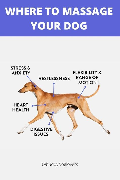 Dog Massage Points, Dog Massage Techniques, Pet Healing, Dog Massage, Massage Points, Dog Body Language, Dog Quotes Love, Basic Dog Training, Bad Behavior