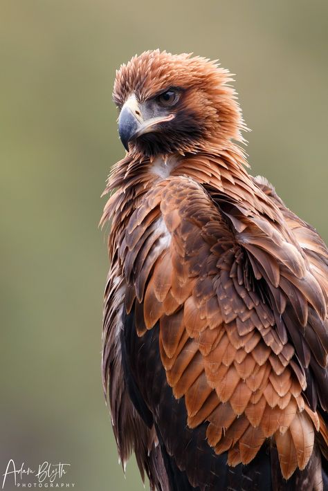 Wedge-tailed Eagle (juvenile)... - Adam Blyth Photography Australian Wedge Tailed Eagle, Wedge Tailed Eagle, Eagle Pictures, Bird Of Prey, Animal References, Golden Eagle, Birds Of Prey, Work Ideas, Crows