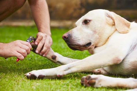 A dog getting his nails trimmed. Cut Dog Nails, Trimming Dog Nails, New Puppy Checklist, Dog Nail File, Dog Nail Clippers, Dog Clippers, How To Cut Nails, Dog Cuts, Dog Nails