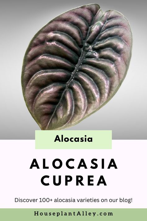 Alocasia Cuprea leaf with metallic sheen and prominent veins, promoting a blog on alocasia varieties. Alocasia Plant Varieties, Alocasia Plant Care, Alocasia Varieties, Alocasia Cuprea, Alocasia Plant, Plant Varieties, Plant Care Tips, Indoor Jungle, Ornamental Plants