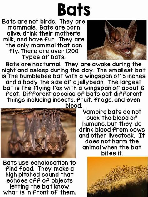 Bat Facts For Kids, Bat Science, Bat Poster, Bats Unit, Bats Activities, Bat Stencil, All About Bats, Bat Facts, Bats For Kids