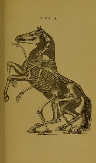 Vintage Anatomy Illustration, Skeleton Horse, Artistic Anatomy, Anatomy Tattoo, Anatomy Illustration, Skeleton Anatomy, Animal Skeletons, Horse Anatomy, England London