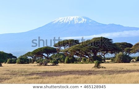 Amboseli National Park and Mount Kilimanjaro in Kenya Amboseli National Park, Mount Kilimanjaro, Mount Rainier, 3d Objects, New Pictures, Royalty Free Photos, Kenya, National Park, Photo Editing