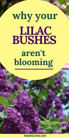 When To Trim Lilac Bushes, Trimming Lilac Bushes, How To Trim Lilac Bushes, Miss Kim Lilac Bush, Lilac Plant, Flower Tips, Lilac Bush, Landscaping Trees, Lilac Bushes