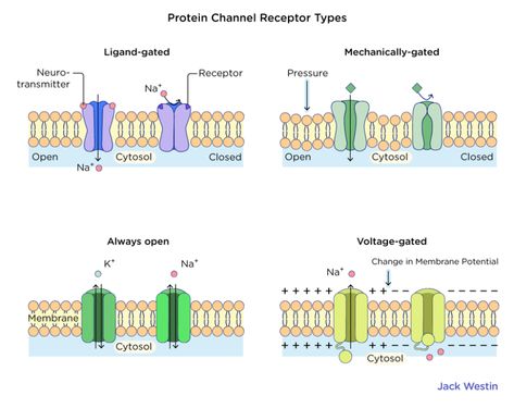 Gated Ion Channels - Biosignalling - MCAT Content Biochemistry Notes, Paramedic School, Plasma Membrane, Biology Classroom, Cell Biology, Khan Academy, Protein Synthesis, Shadow Photos, Molecular Biology