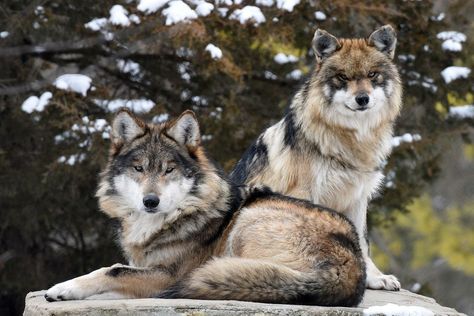 Mexican Wolf, Mexican Gray Wolf, Wolf Poses, Brookfield Zoo, Wolf Pup, Wolf Photos, Rare Species, Beautiful Wolves, Grey Wolf