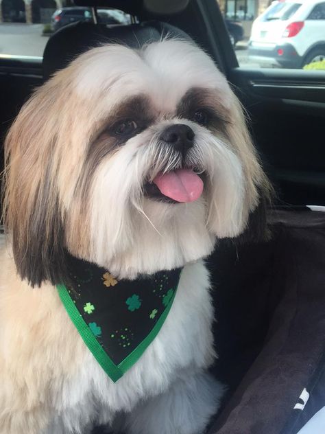 Lion Haircut, Corte Shitzu, Dog Grooming Shih Tzu, Shih Tzu Puppy Cut, Shih Tzu Haircuts, Perro Shih Tzu, Shitzu Dogs, Dog Grooming Styles, Shih Tzu Grooming