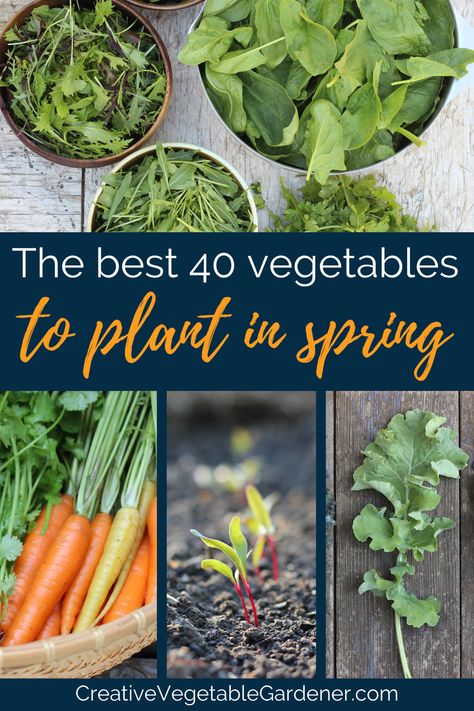 Spring Garden Planting Guide, Spring Time Gardening Plants, Early Spring Garden Vegetables, Spring Planting Vegetables, Spring Garden Planning, Early Spring Garden, Spring Garden Vegetables, Vegetables To Plant In Spring, Flowers To Plant In Spring