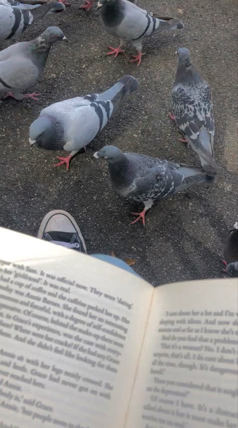 Funny Pigeon, Pegion Bird Aesthetic, Pigeons Aesthetic, Pigeon Aesthetic, Pigeons Photography, Aesthetic Pigeon, Pigeon Astetic, White Pigeon Aesthetic, Pretty Pigeon