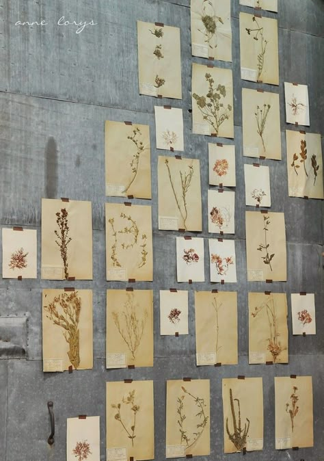 #85 Botanicals ~ Ways to Display http://bricolage-julier.blogspot.com Deco Pastel, Pressed Botanicals, Decor Studio, Botanical Drawings, Arte Floral, Vintage Botanical, Handmade Home, Botanical Illustration, Botanical Art