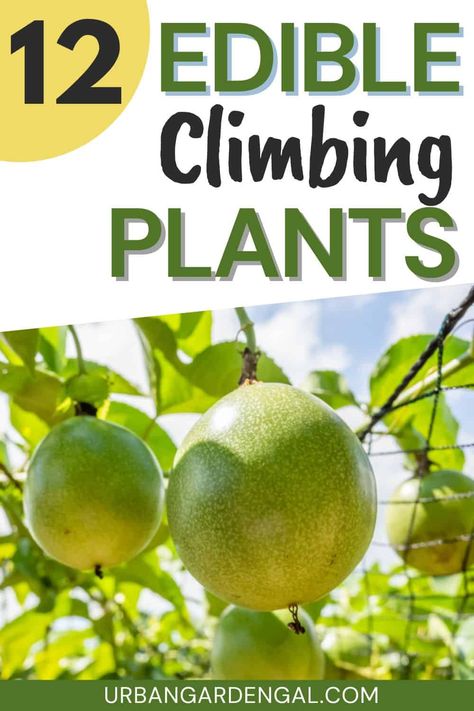 Edible climbing vines are ideal for small urban gardens because they can be grown vertically to maximize your garden space. These versatile and visually stunning plants not only beautify your outdoor space but also offer a bounty of delicious fruits and vegetables. In this article I'll share 12 climbing edible vines to grow in your garden so you can harvest your own fresh produce at home. Growing Strawberries Vertically, Fruit Trees In Containers, Vine Fruit, Pumpkin Varieties, Climbing Trellis, Small Urban Garden, Vine Trellis, Leaf Vegetable, Urban Gardens