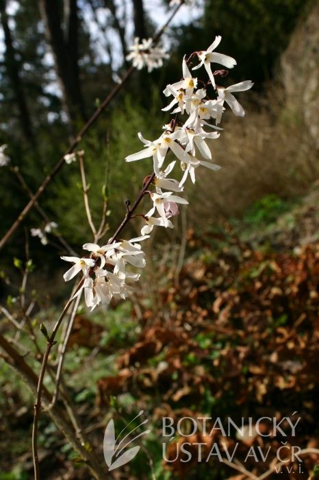 Abeliophyllum distichum Abeliophyllum Distichum, Plants Flowers, Authors, Dandelion, Trees, Plants, Flowers