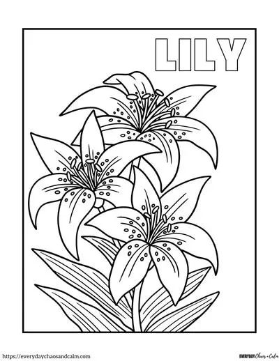 Lily Coloring Pages, Coloring Pages Flowers, Flower Coloring Pages For Kids, Lily Drawing, Flower Colouring In, Lilies Drawing, Free Coloring Sheets, Spring Wildflowers, Detailed Coloring Pages