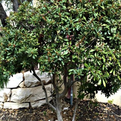 Wax Myrtle | Garden Style San Antonio Wax Myrtle Landscaping, Wax Myrtle, Salvia Greggii, Autumn Sage, Fast Growing Shrubs, Fast Growing Evergreens, Myrtle Tree, Rose Of Sharon, Types Of Soil