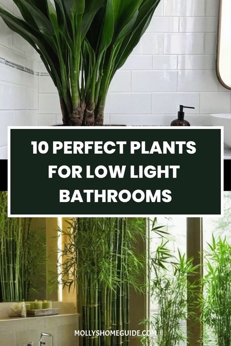 Looking to add some greenery to your bathroom with limited light? These top houseplants for bathrooms are perfect for low-light spaces. Choose from the best indoor plants for low light bathrooms and create a lush oasis in your windowless bathroom. With these easy-care, hard-to-kill indoor potted plants, you can bring life into any room. Whether you have a bathroom with no window or simply want cool plants that thrive in low light, there's a plant on this list for you! Shower Plants Bathroom Low Light, Low To No Light Indoor Plants, Indoor Plants For Low Light Areas, Large Bathroom Plants, Small Bathroom Plant Ideas, Bathroom House Plants, Japanese Houseplants, Bathroom Plants That Absorb Moisture, Bathroom Windowless