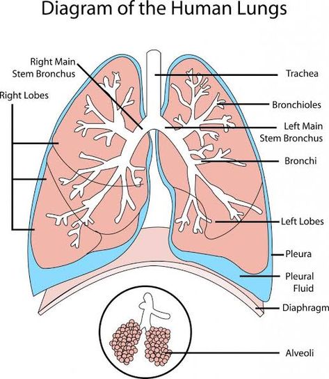 You can clearly understand by observing the Lung diagram in this post.We are providing simple lungs diagram for quick drawing the diagram. You can also download lungs image that are given in the post. Lung anatomy diagram or Simple lungs diagram with label are also mentioned below. Lungs Diagram, Human Heart Diagram, Pharmacy Images, Lungs Drawing, Human Body Diagram, Human Body Vocabulary, Science Exhibition Projects, Human Respiratory System, Science Diagrams