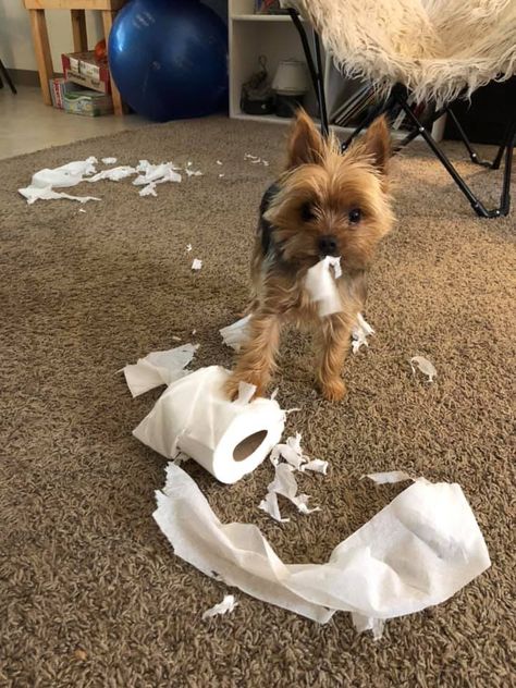 Cute Pet Pictures, Yorkie Funny, Funny Yorkies, Grey Yorkie, Funny Yorkie Pictures, Yorkie Aesthetic, Yorkie Terrier Aesthetic, Preppy Yorkie, York Dog