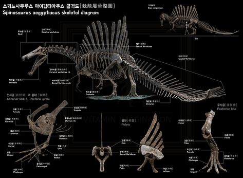 "Spinosaurus aegyptiacus skeleton " by Vitamin Imagination Spinosaurus Fossil, Spinosaurus Aegyptiacus, Sabertooth Tiger, Big Lizard, Dinosaur Sketch, Prehistoric World, Dinosaur Skeleton, Ancient Animals, Substance Painter