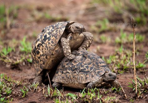 Two turtles mating by Lifeonwhite. Two turtles mating#turtles, #mating, #Lifeonwhite Pictures Of Turtles, Tortoise Cage, Two Turtles, Russian Tortoise Diet, Animal Breeding, Kawaii Turtle, Russian Tortoise, Galapagos Tortoise, Giant Tortoise