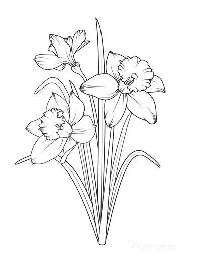 Printable Flower Coloring Pages, Garden Coloring Pages, Narcissus Flower, Flower Line Drawings, Flower Tapestry, Spring Coloring Pages, Flower Art Drawing, Flower Drawings, Daffodil Flower