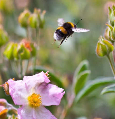 Bee Butts, Paula Patton, Buzzy Bee, I Love Bees, Bees And Wasps, Beautiful Bugs, Bee Art, Save The Bees, Bees Knees