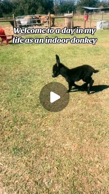 Our Simple Homestead on Instagram: "Day in the life of an indoor donkey! #cashthedonkey #housedonkey #farmlife #rescuedonkey #donkey #farmanimals #farm" Donkey Photography, Donkey House, Donkey Breeds, Baby Donkeys, Two Donkeys, Donkey Images, Pet Donkey, Simple Homestead, Mini Donkeys