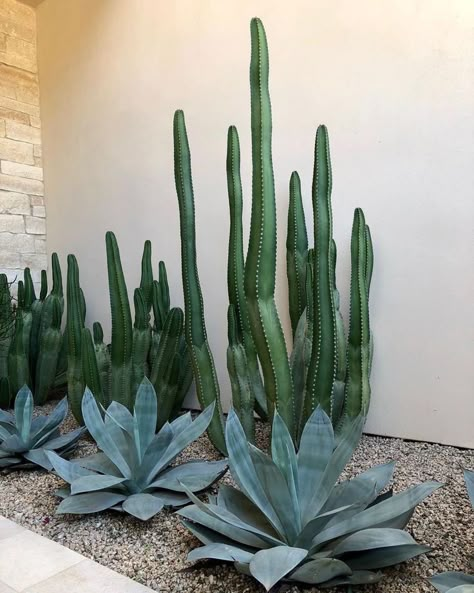 Az Landscape Backyard, Snake Plants Front Yard, Snake Plant Front Yard, Front Lawn Hardscape Ideas, Cactus In Front Of House, Succulents Front Yard Landscaping, Modern Cactus Landscaping, Front Yard Cactus Landscaping, Mexican Fence Post Cactus Landscape