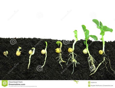 Germinating Pea Seeds - Download From Over 41 Million High Quality Stock Photos, Images, Vectors. Sign up for FREE today. Image: 40069154 Growing Peas, Plant Life Cycle, Plant Science, Seed Germination, School Lessons, Seed Starting, Life Cycle, Lessons For Kids, Plant Life