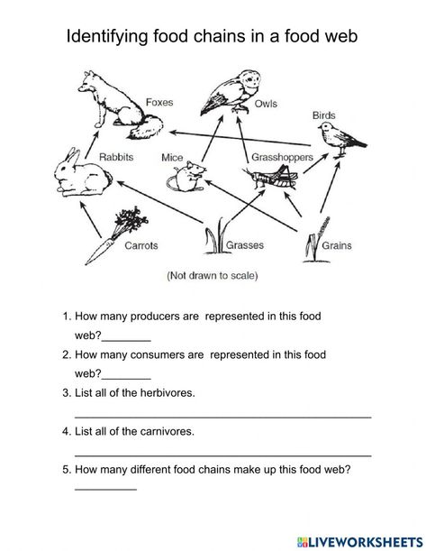 Food Chain And Food Web Worksheets, Food Chain Diagram, Food Chains And Food Webs, Food Chain Activities, Food Chain Worksheet, Food Web Worksheet, Food Web Activities, Nye Food, Photosynthesis Worksheet