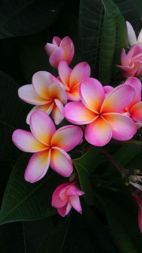 Fiori Frangipani, Flores Plumeria, Flowers Images, Plumeria Flowers, Most Beautiful Flowers, Hawaiian Flowers, Unique Flowers, Orchid Flower, Pink And Yellow