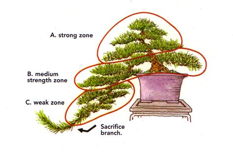 Especially with cascade bonsai, which present unique challenges. The illustrations in this post are all from our Masters' Series Pine ... Semi Cascade Bonsai, Bonsai Cascade Style, Cascading Bonsai, Cascade Bonsai, Bonsai Pruning, Bonsai Tree Types, Pine Bonsai, Bonsai Care, Bonsai Tree Care