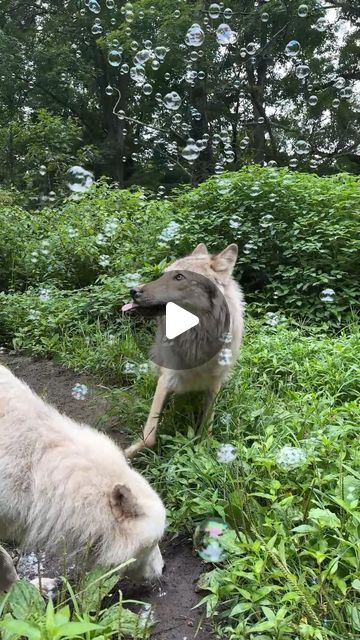 Wolf Conservation Center on Instagram: "Bubble party! 🫧  Enrichment is crucial for captive wolves. In the wild, wolves encounter new sights, scents, + sounds on a daily basis. In captivity, we often need to provide those new experiences.  For gray wolves Silas and Nikai, a new experience can come in the form of bubbles!" Wild Wolves, Gray Wolves, Wolf Conservation Center, Bubble Party, New Experiences, Amazing Pictures, Grey Wolf, In The Wild, Wolves