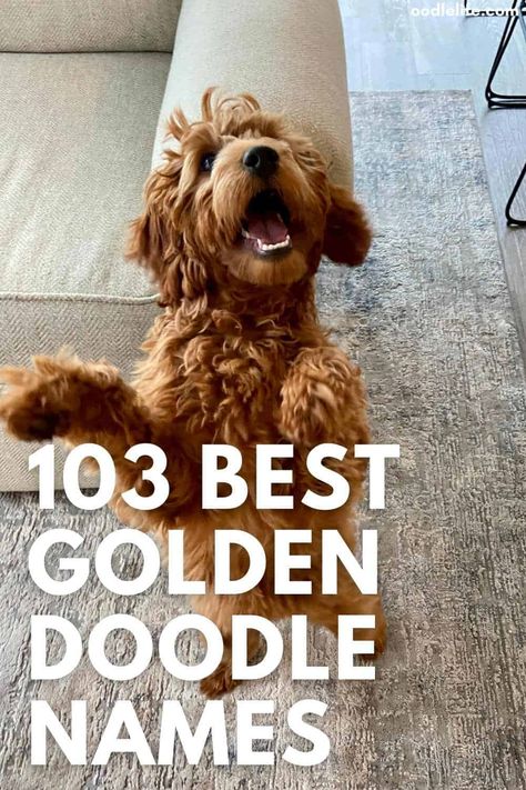 Full Grown Mini Goldendoodle, Goldendoodle Full Grown, Goldendoodle Names, Goldendoodle Black, F1 Mini Goldendoodle, Toy Goldendoodle, Doodle Name, Red Goldendoodle, Names Male