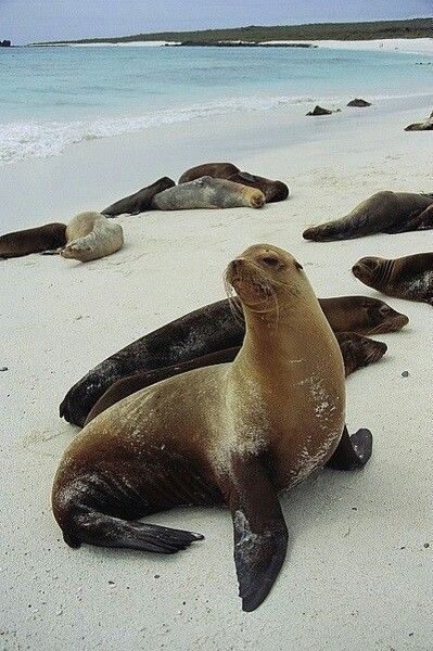 Galapagos Sea Lions Galapagos Sea Lion, Interesting Websites, Sea Mammal, Baby Seal, Marine Mammals, Sea Lion, Marine Animals, Cute Animal Pictures, Sea Animals