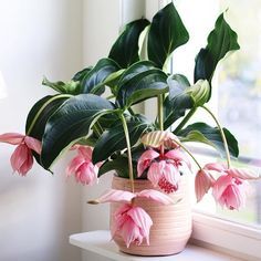 Medinilla Magnifica, Cactus House Plants, Fast Growing Plants, Interior Plants, Bonsai Plants, House Plants Decor, Bonsai Garden, Exotic Plants, Outdoor Plants