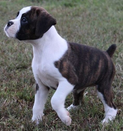 Boxer Puppies For Sale | Sun City, AZ Baby Boxer Puppies, Black Boxer Puppies, Reverse Brindle Boxer, Brindle Boxer Puppies, Sun City Arizona, Boxer Dogs Brindle, Cute Boxer Puppies, Boxer Puppies For Sale, Boxer Breed