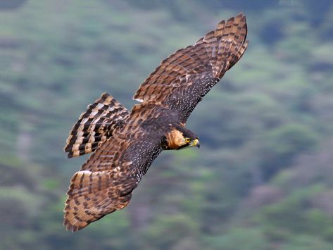 Ornate Hawk Eagle, Hawk Wings, Hawk Eagle, Human Sketch, Eagle Wings, Kinds Of Birds, Extinct Animals, Tropical Forest, All Birds