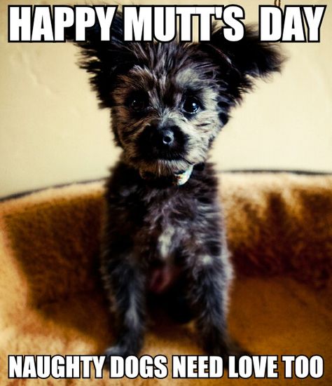 Happy Mutt's Day Give your dog a bone! National Dog Day Quotes, National Mutt Day, National Dog Day, Designer Dogs, Yorkie Poo, Pet Stores, Dog Day, Breed Dogs, Quotes Happy