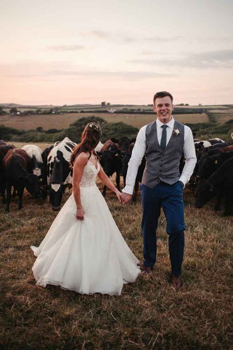 Cows At Weddings, Cow Wedding Photos, Wedding Photos With Cows, Country Wedding Uk, Wedding With Cows, Dairy Wedding, Cows In A Field, Dairy Farm Wedding, Cow Wedding