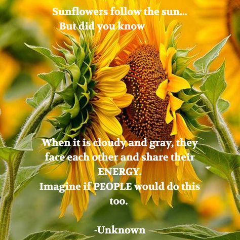 Sunflowers follow the sun... But did you know                        When it is cloudy and gray, they face each other and share their ENERGY. Imagine if PEOPLE would do this too.   -Unknown Sunflowers Face Each Other, Sunflowers In The Rain, National Sunflower Day, Sunflowers Facing Each Other, Facts About Sunflowers, Sunflower Facts, Sunflower Quotes, Sun Quotes, Sunflower Party