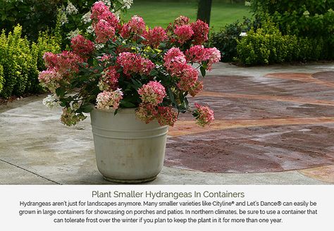 Hydrangeas Senses - Proven Beauty Firelight Hydrangea, Little Lime Hydrangea, Flowers In A Pot, Hardy Hydrangea, Fast Growing Shrubs, Hydrangea Varieties, Panicle Hydrangea, Hgtv Garden, White Flower Farm