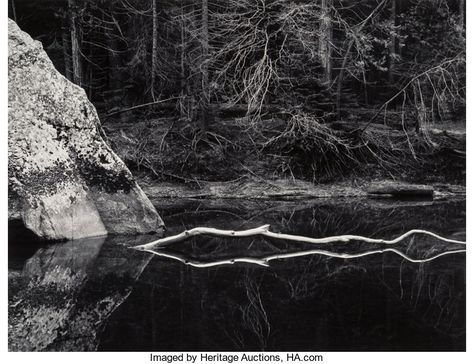 Photographs:Gelatin Silver, John Sexton (American, b. 1953). White Branch, Merced River,Yosemite Valley, California, 1974. Gelati... Merced River, White Branches, White Landscape, Silver Print, Gelatin Silver Print, Yosemite Valley, Ansel Adams, Great Photographers, Modern Landscaping