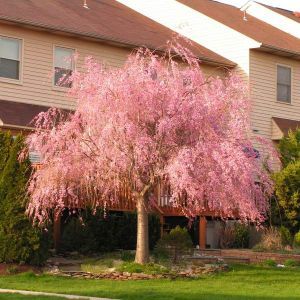 Small Ornamental Trees, Weeping Trees, Weeping Cherry Tree, Weeping Cherry, Flowering Cherry Tree, Flowering Tree, Specimen Trees, Tree Nursery, Fast Growing Trees